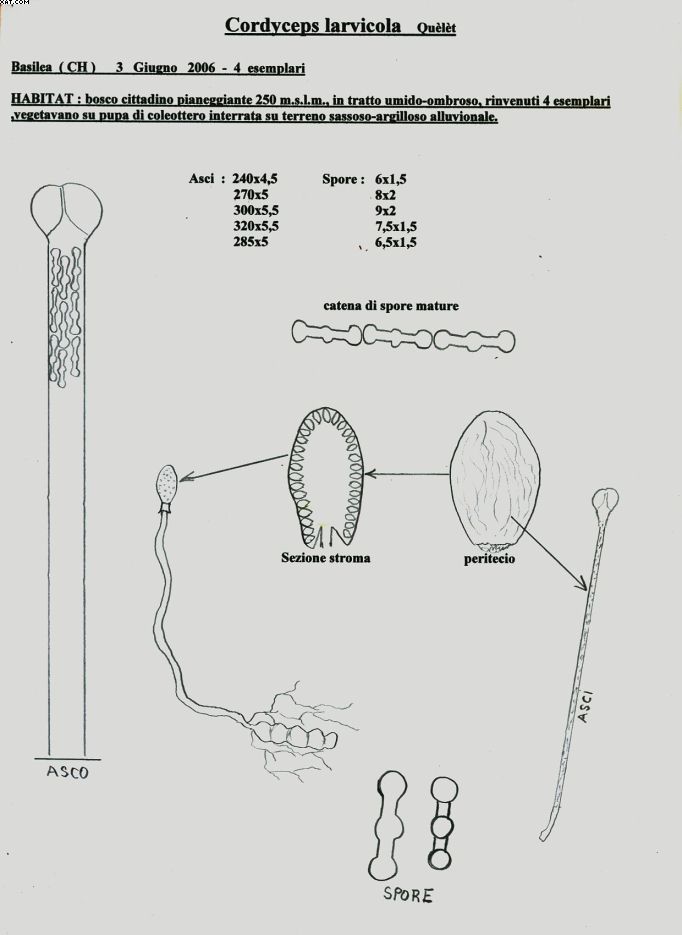 Cordyceps larvicola    Qulet